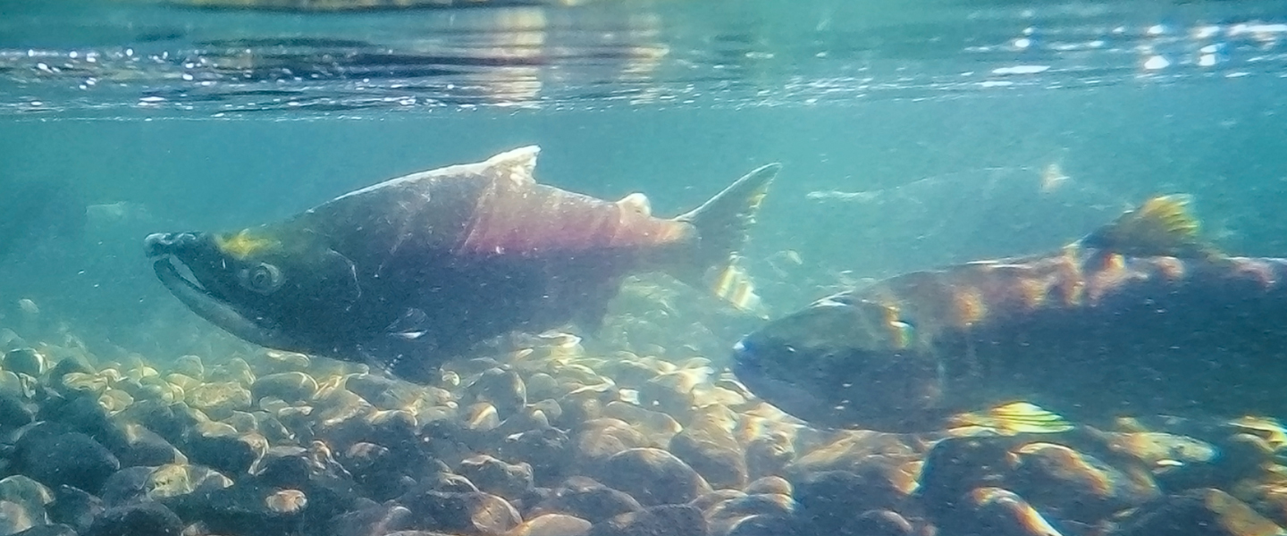 HOBO data loggers help scientists ensure healthy stream conditions for salmon and other aquatic life
