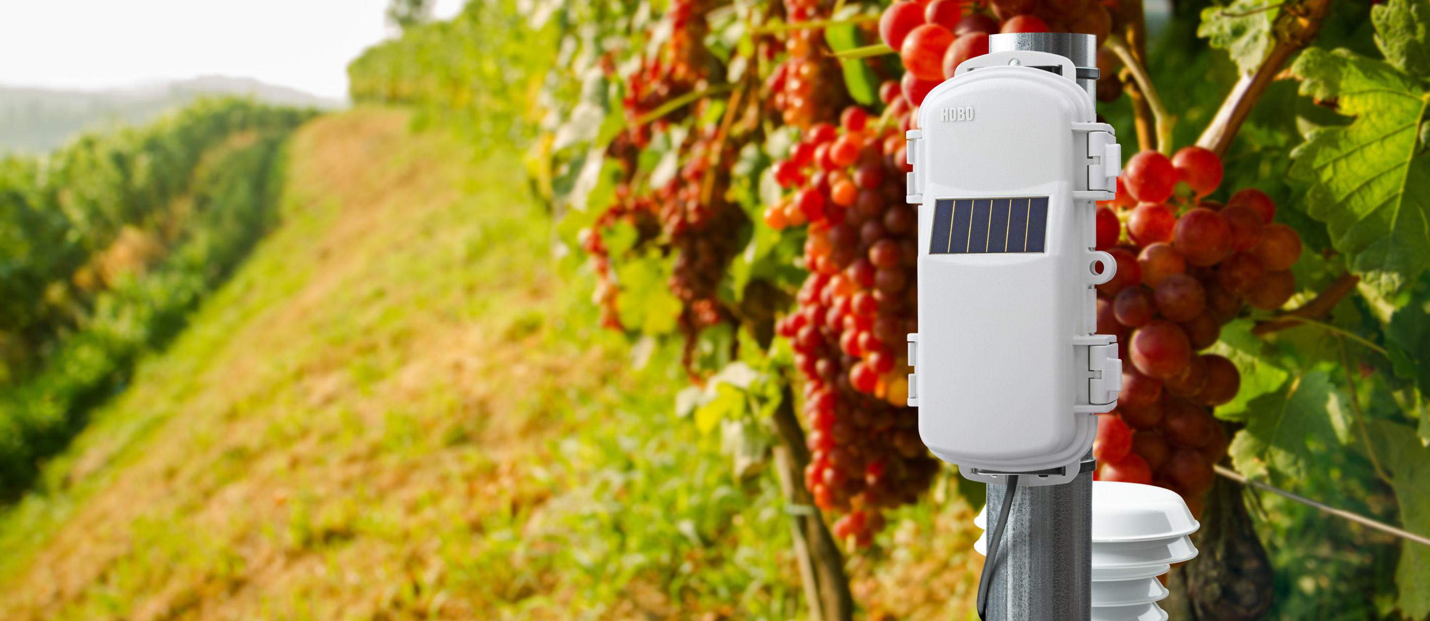 HOBOnet wireless sensor capturing data in a vineyard