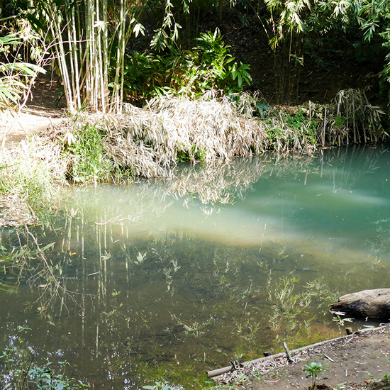 Story_Endangered-Mussel-Habitat