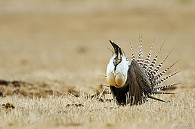 NEW Gunnison Sage Grouse Small