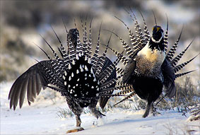 NEW mating Gunnison Sage Grouse