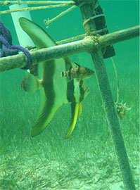 Batfish and cardinal fish in Qatar by HOBO underwater data logger