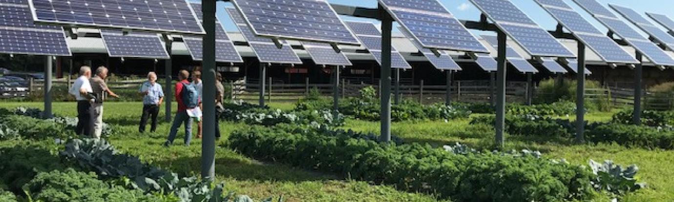 Researchers discuss agrivoltaics at University of Massachusetts Amherst farm study
