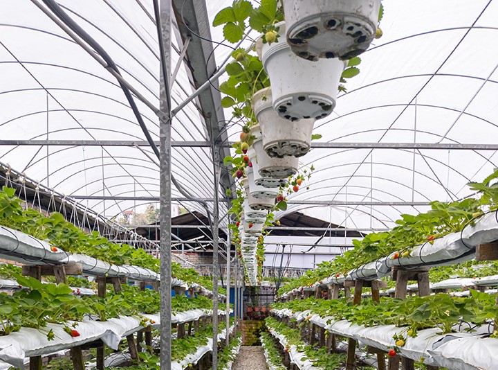 cropped vertical rows greenhouse