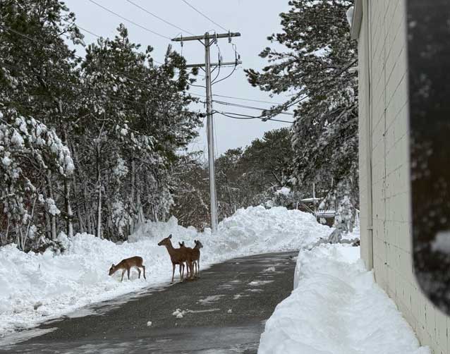 Onset HQ Blizzard 2026