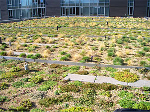 blue-green-green-roof-photo1