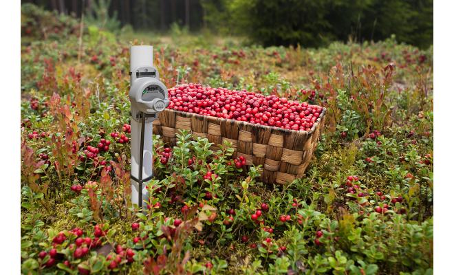 Waterproof HOBO Tidbit MX2205 with a submersible external sensor monitoring in a cranberry bog