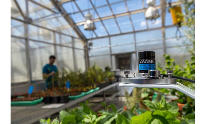 LI-190R Quantum light sensor in greenhouse with worker in background