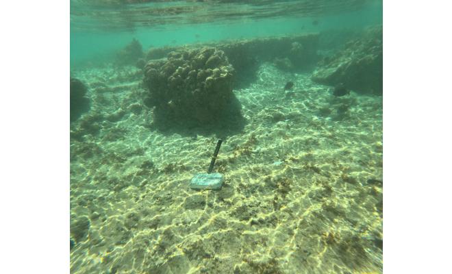 shallow water current meter by coral reef