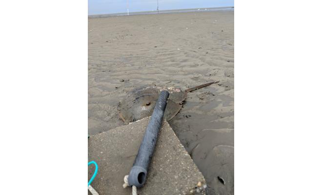 shallow water current meter on tidal flat by horseshoe crab