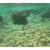 shallow water current meter by coral reef