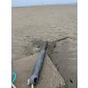 shallow water current meter on tidal flat by horseshoe crab
