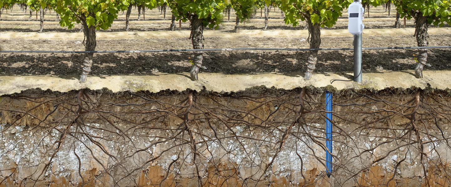 HOBOnet Multi-depth soil moisture sensor installed in soil in an orchard