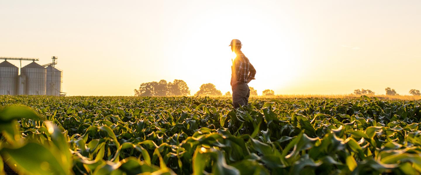 Farmers looking over crops with grain silos in the background at sunset