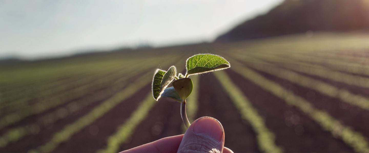 Farmer holding up small seedling in from of field on a sunny day