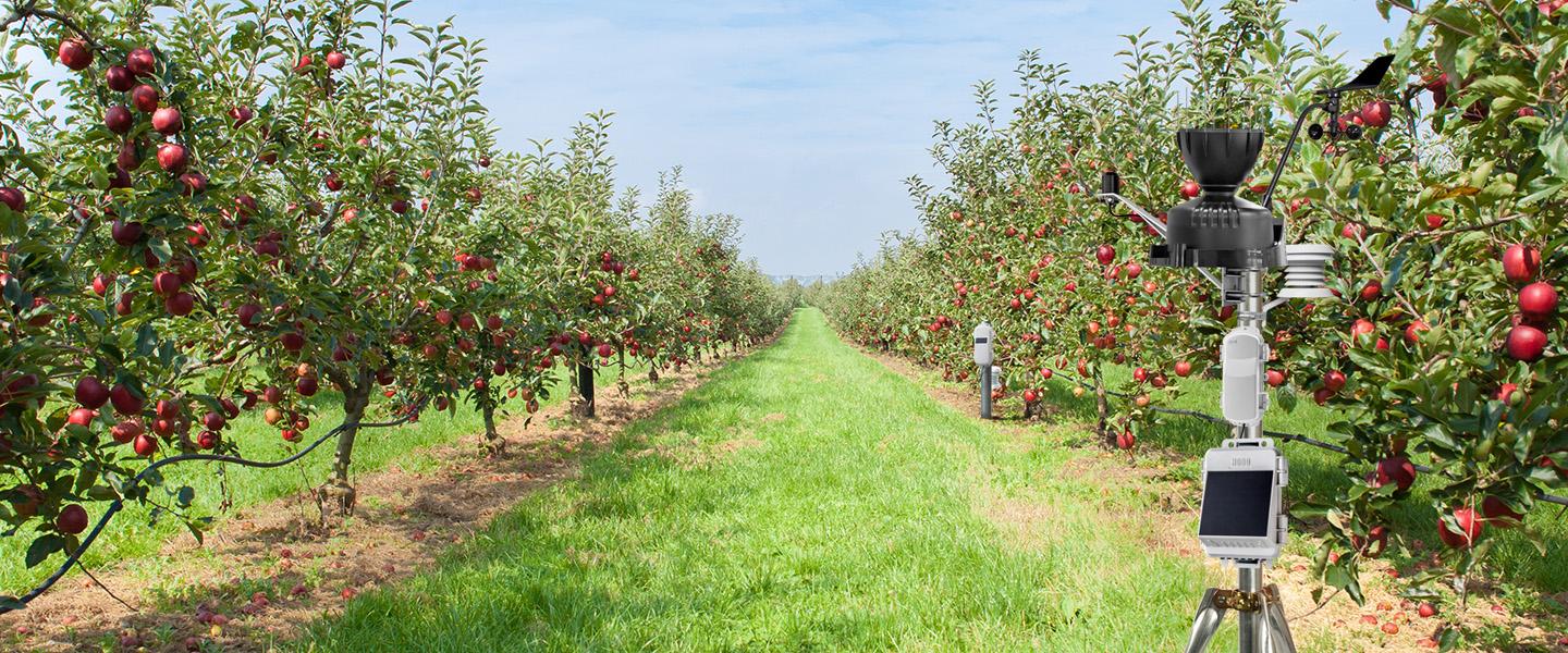 HOBOnet in an apple orchard
