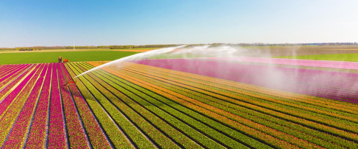 Colorful farming field on a sunny day with irrigation water spraying the crops