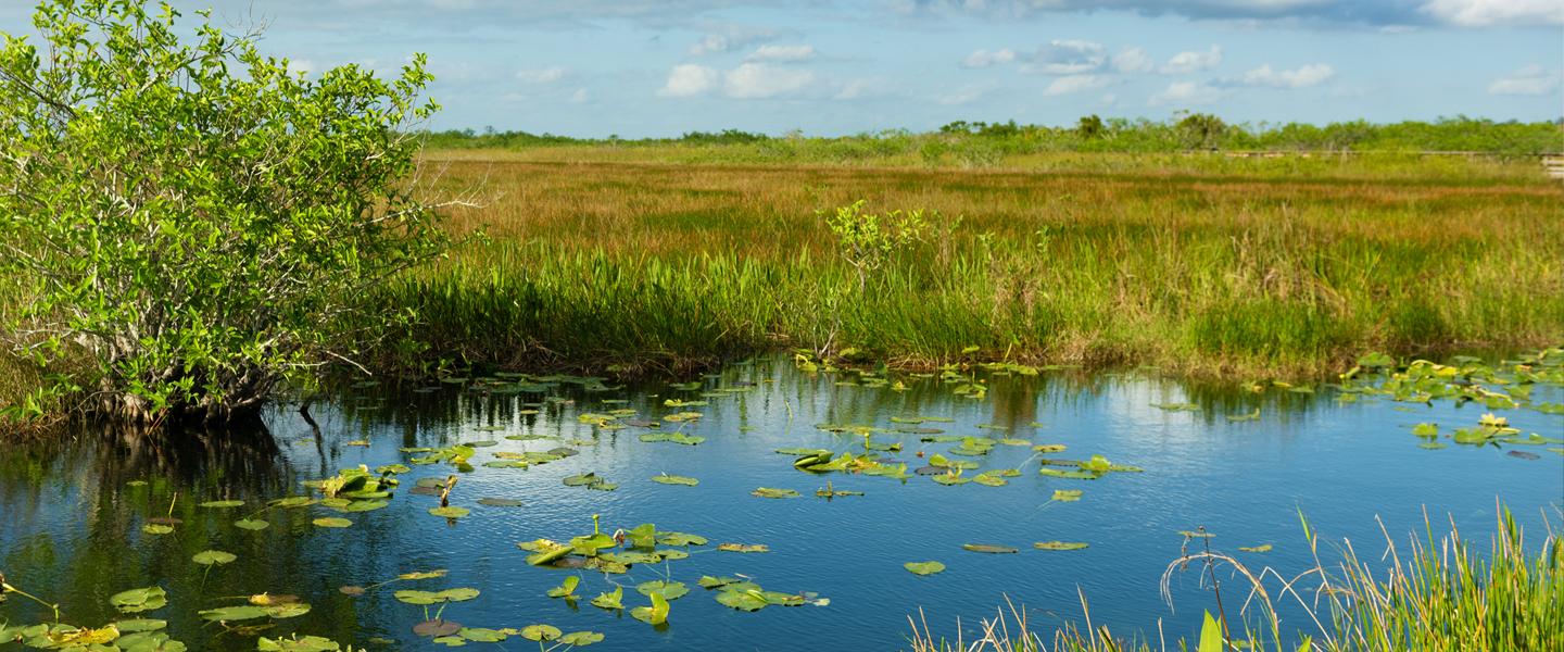 Wetlands with water, grasses, and lilies