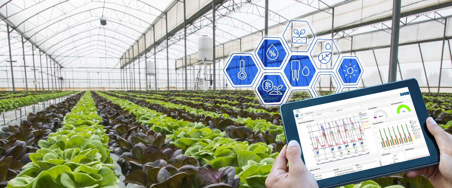 Lettuce crops in a greenhouse with an overlay of a tablet with data results including soil moisture, leaf wetness, and light