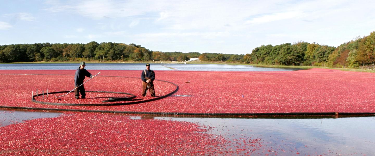 Crop-Saving Frost Alerts