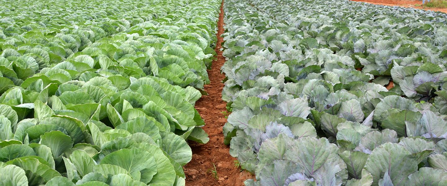 Crop Planning