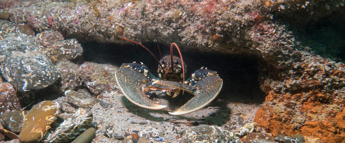 Lobster Thermal Preference Study