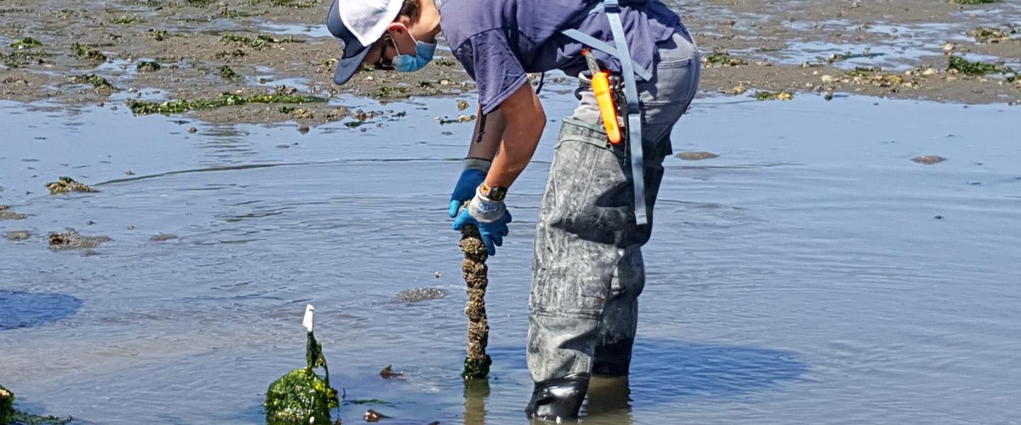 Oyster Bed Restortion