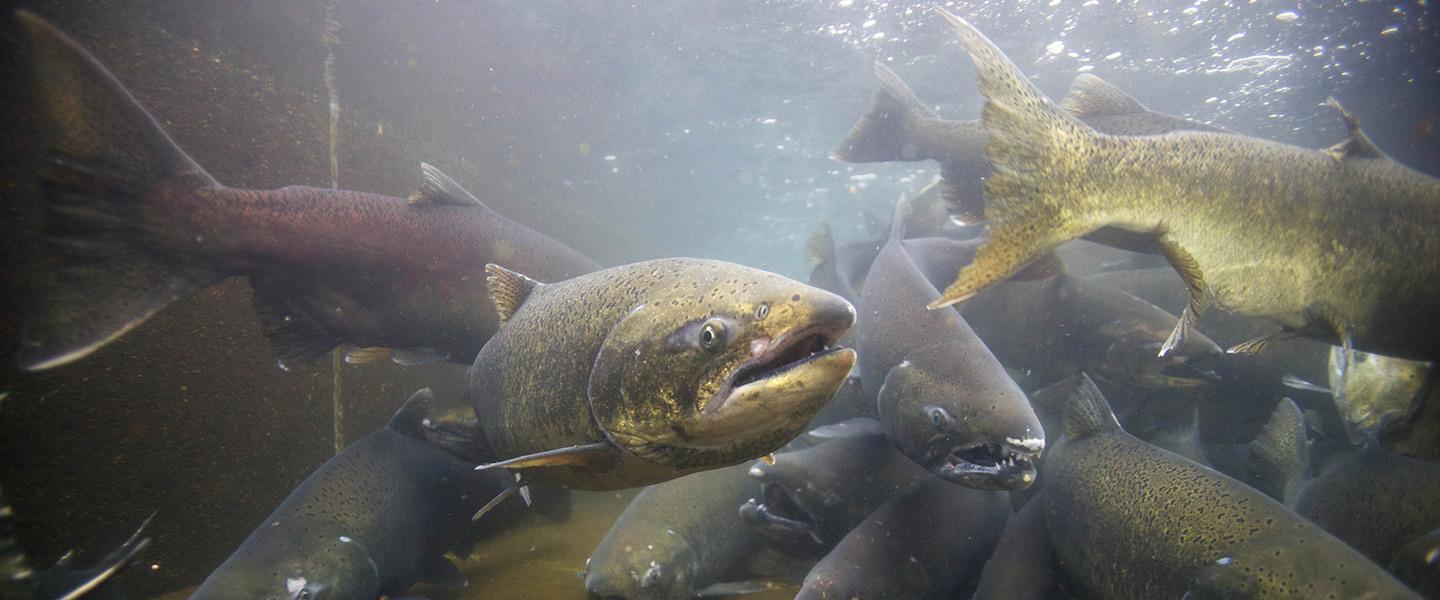 Prioritizing River Restoration