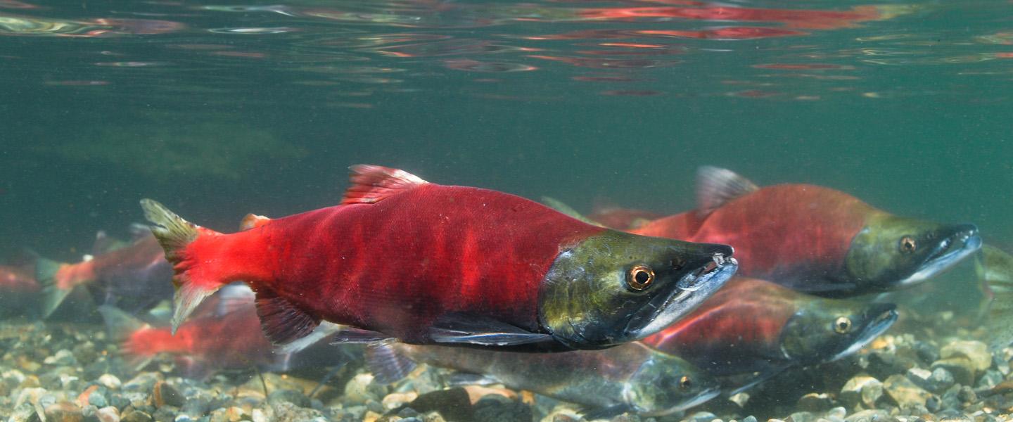Protecting Stream Habitat