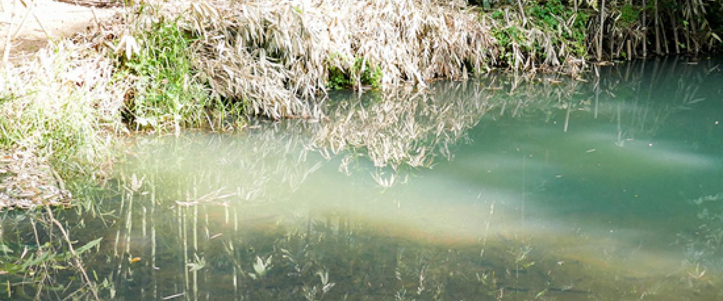 Story_Endangered-Mussel-Habitat