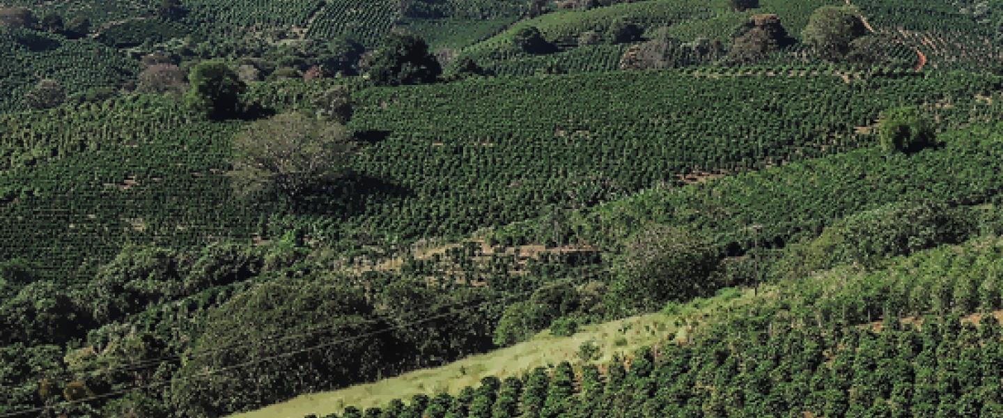 Story: Jamaicas Top Coffee