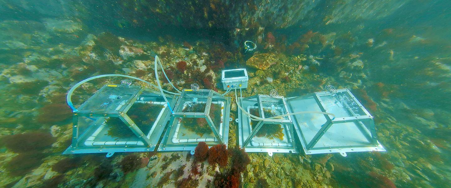 Korean research site underwater in East Sea uses data loggers to study carbon sequestration and environmental impacts 