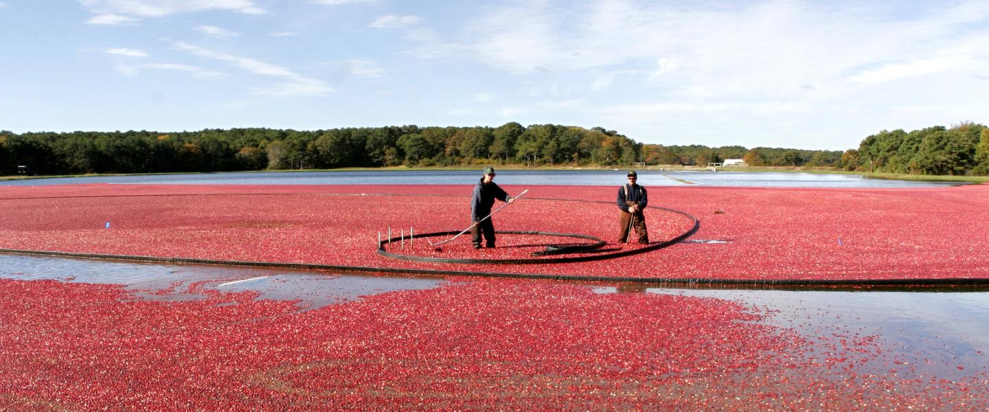 Environmental management in Buzzards-Bay