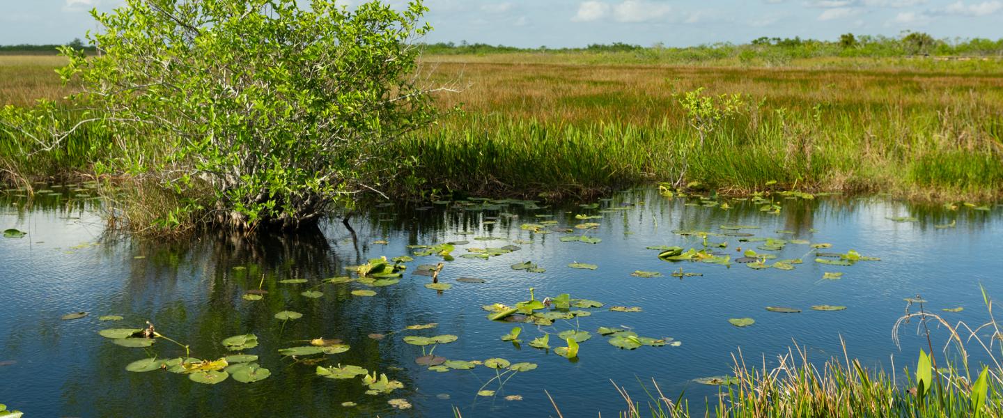 Wetlands Monitoring