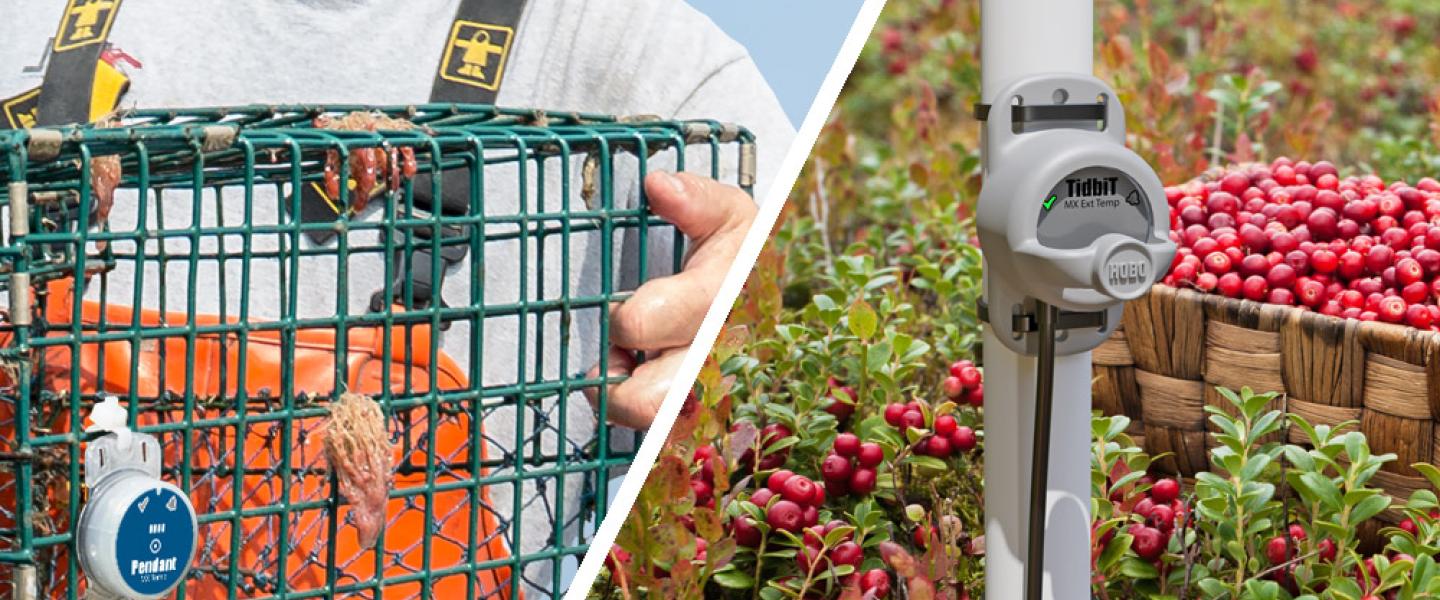 waterproof HOBO data loggers monitoring a lobster trap and in a cranberry boy