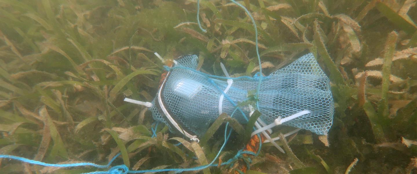 Studying the -Effects of Climate Change on Marine Organisms