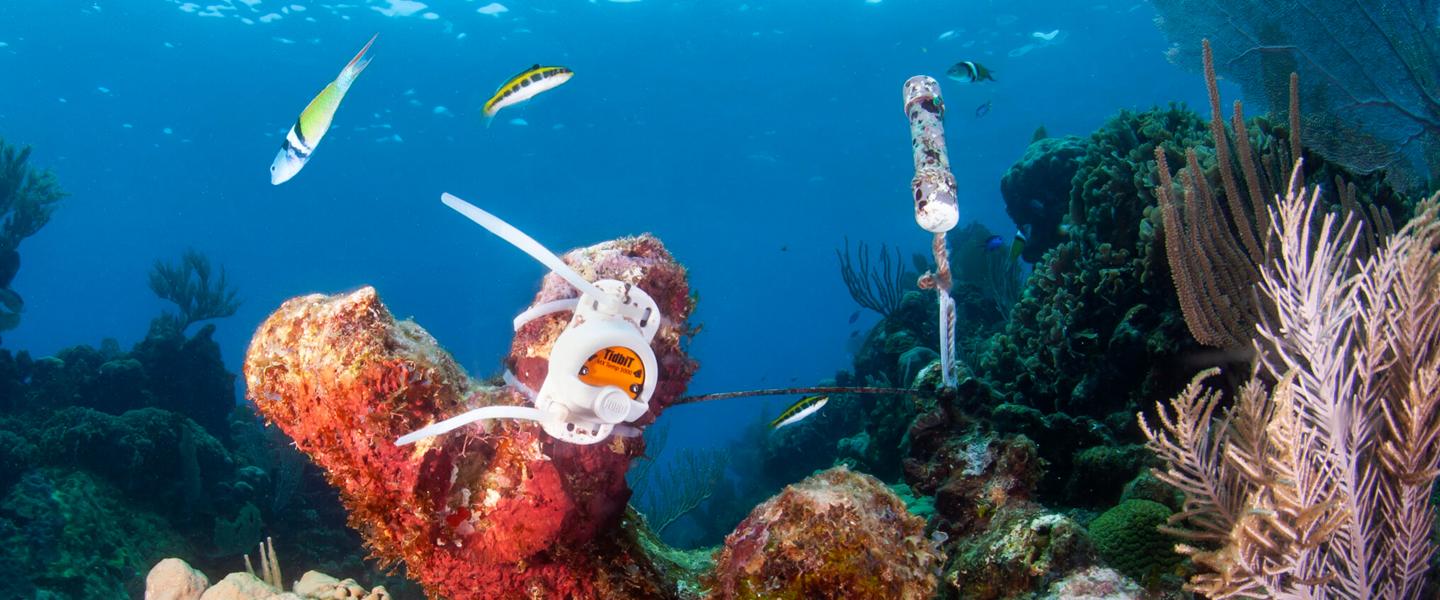 Coral Reef Monitoring