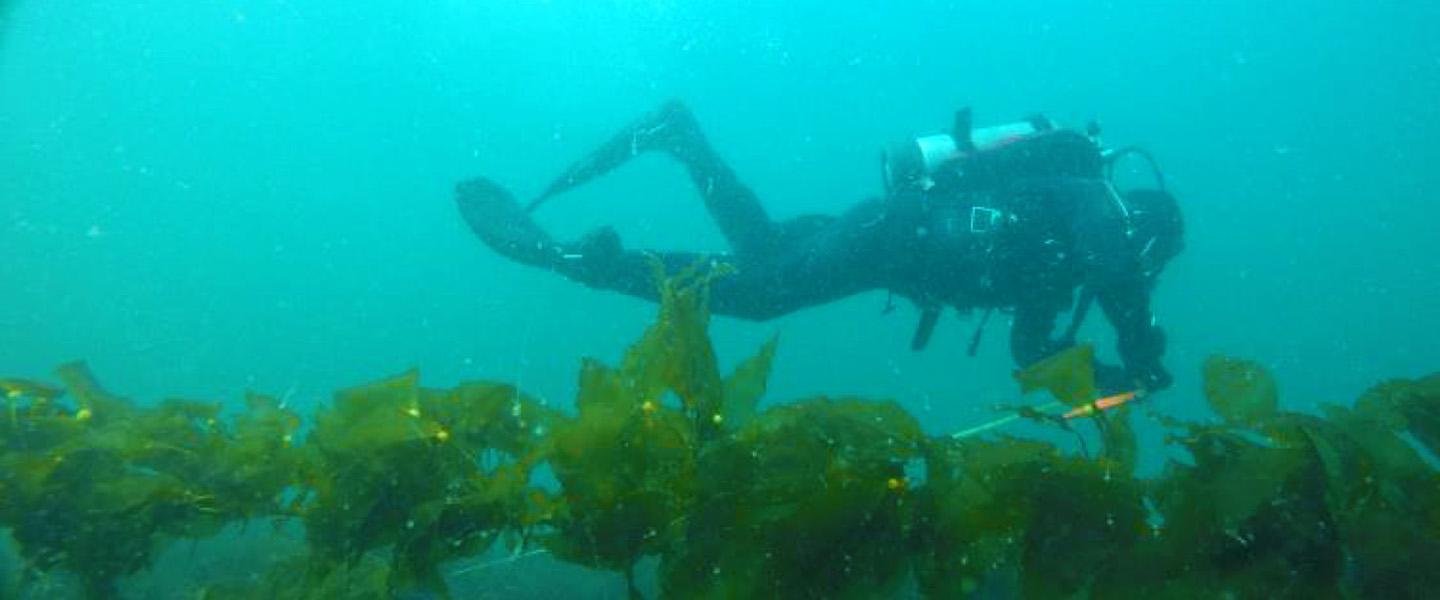 diver in Puget Sound kelp bed