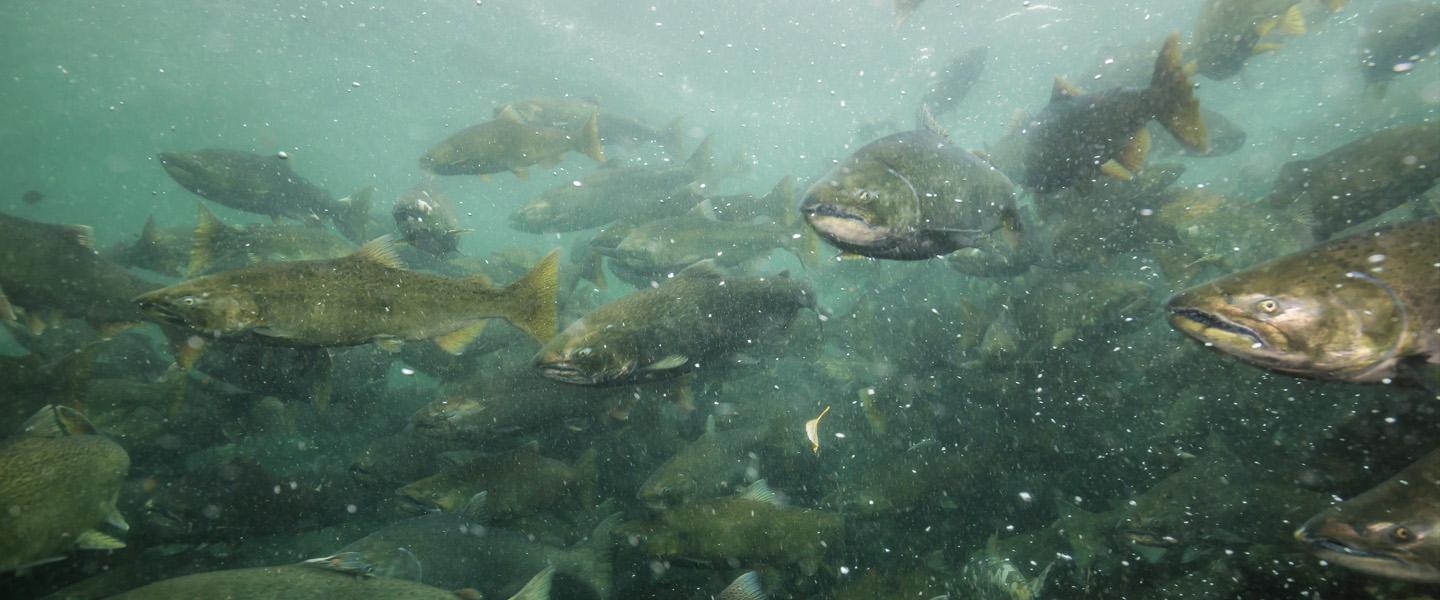 Fish in river