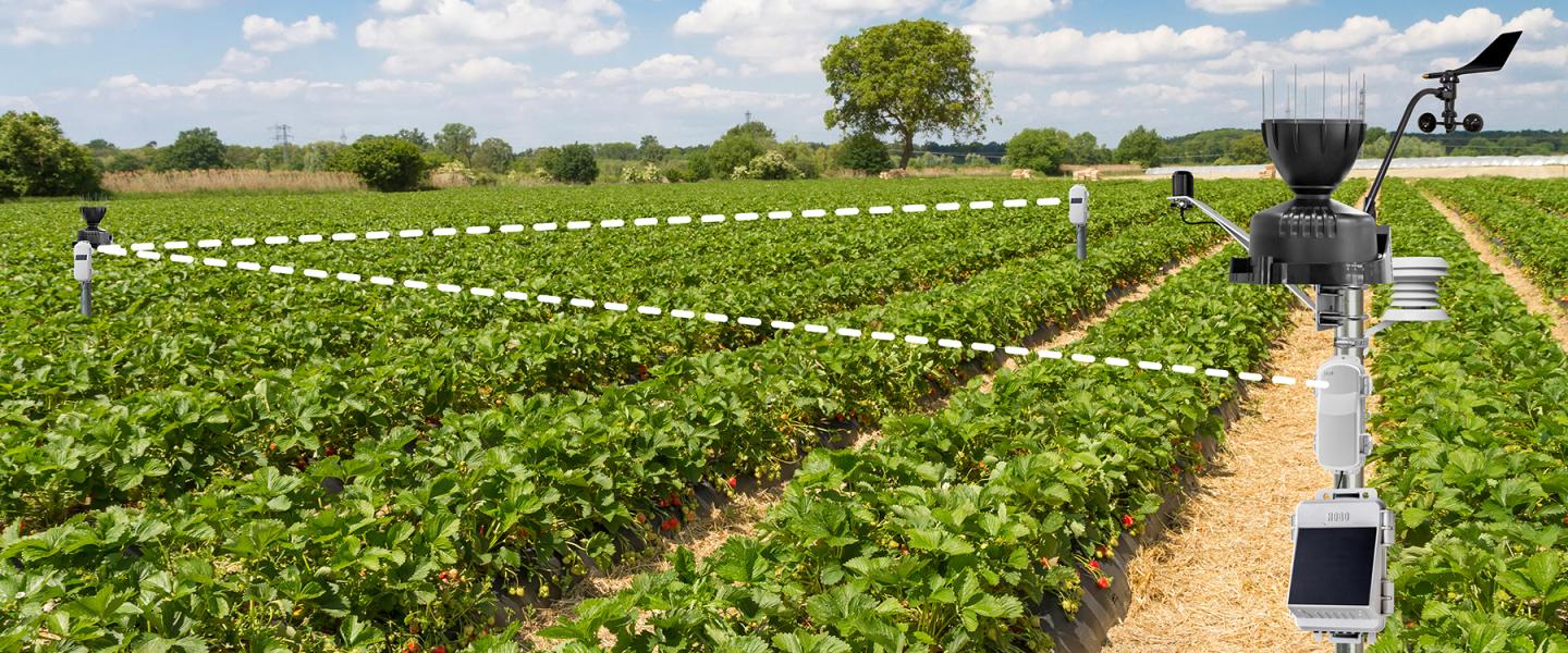 HOBOnet monitoring system connected in strawberry field with weather station in foreground