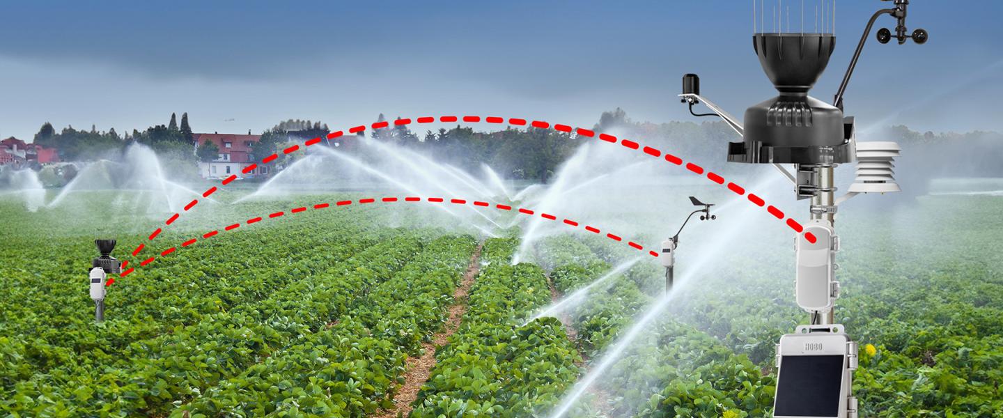 HOBOnet in strawberry field being irrigated