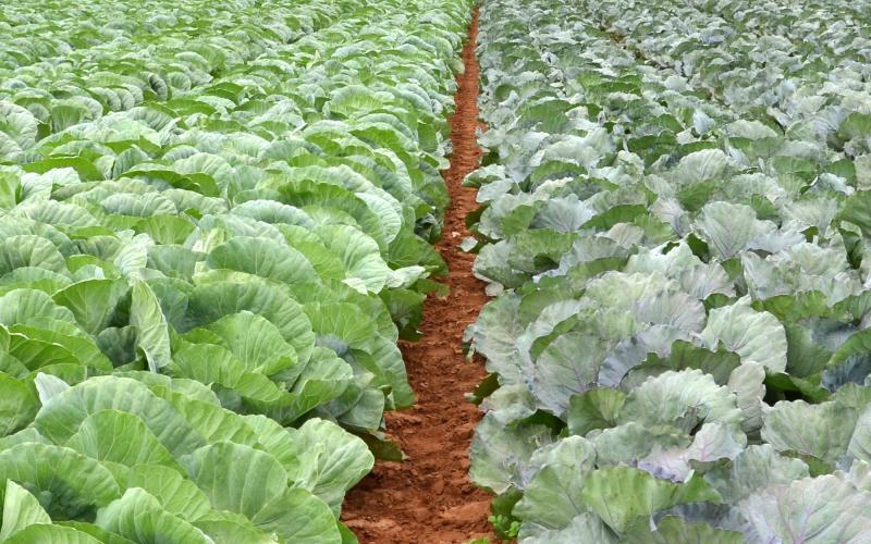 Rows of green lettuce crops