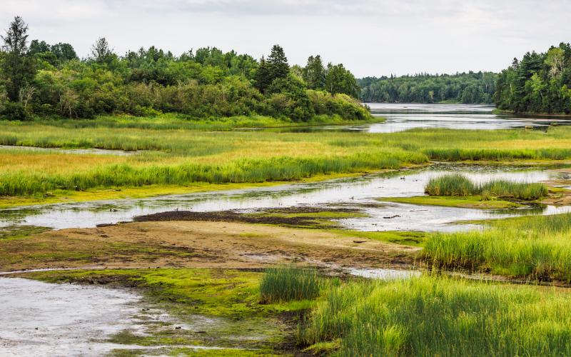Wetland image with green grasses and trees on a cloudy day