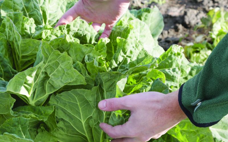 Farmer's hand checking collard greens to check for readiness for harvesting crops