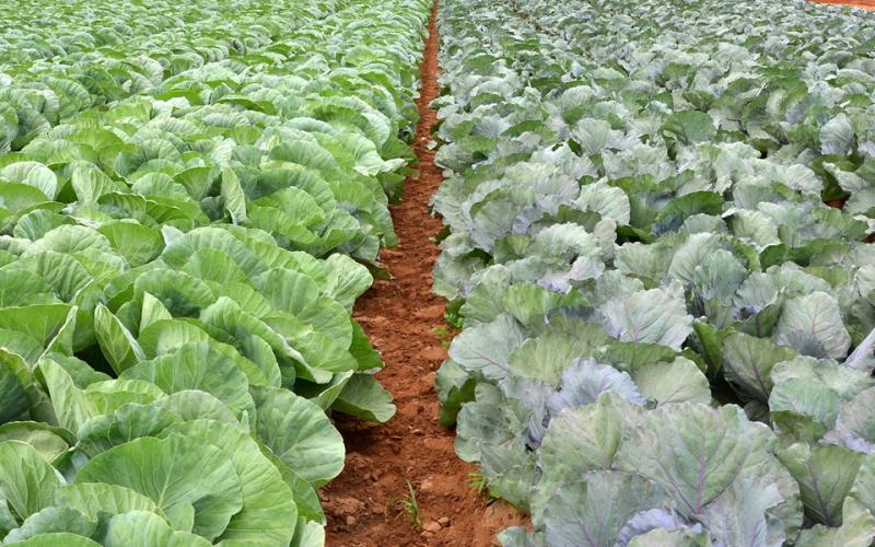 Crop Planning