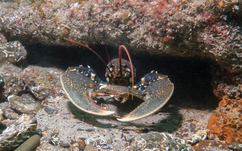Lobster Thermal Preference Study