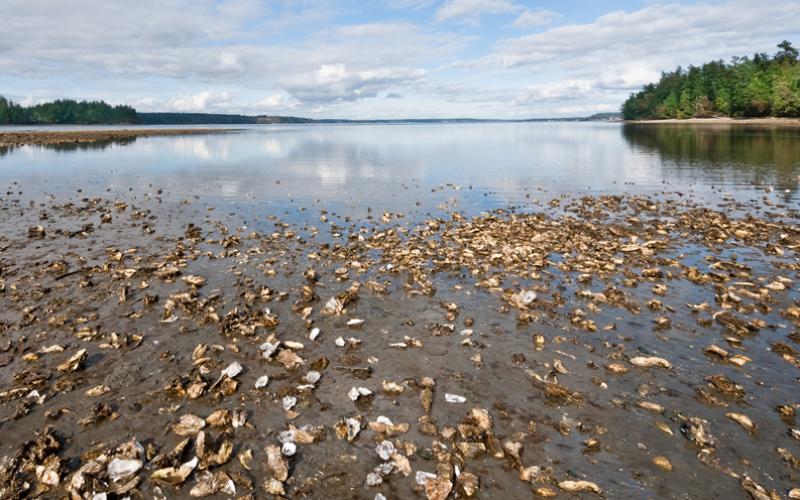 Oyster bed restoration