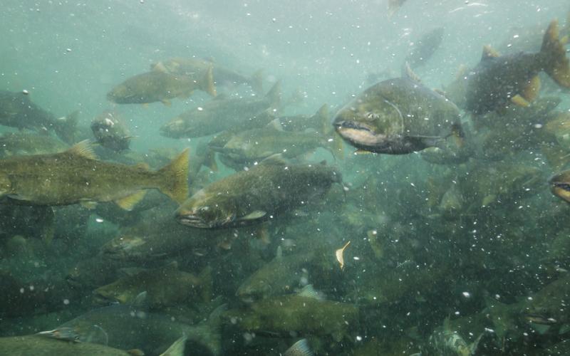 Fish in river