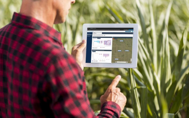 Farmer looking at data monitoring corn field
