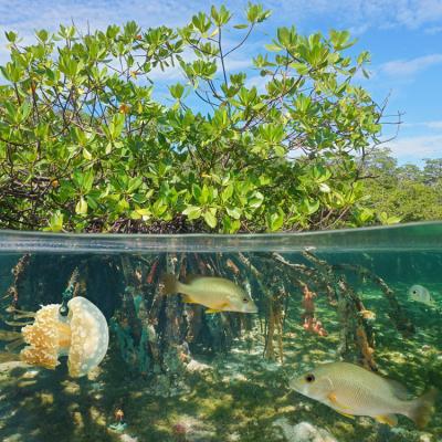 A view above and below water showing vegetation above the water and roots, fish and a jellyfish below the water line.
